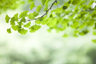 Ginkgo in de lente