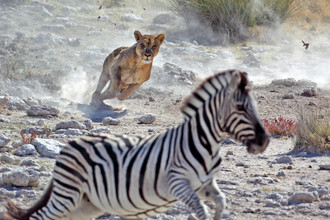 Deze leeuw lijkt geen moeite te hebben om de zebra te zien