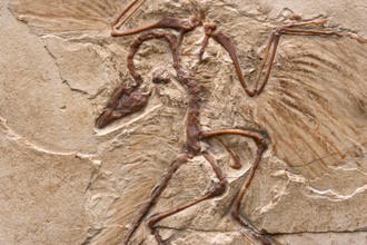 Archaeopteryx