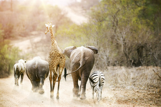 Dieren op een pad in Kruger National Park, Zuid-Afrika