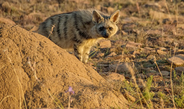 Een aardwolf bij een termietenheuvel. Een berg smakelijke hapjes!