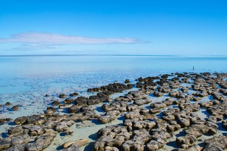 Stromatolieten in Shark Bay, Australië