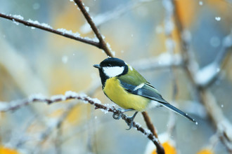 Koolmees in de winter op een berk