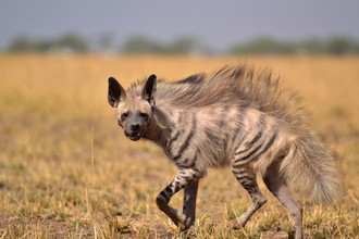 Een gestreepte hyena op pad