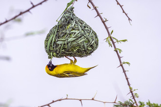 Zuidelijke gemaskerde wevervogel bouwt nest.