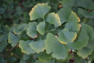 De moderne ginkgo, Ginkgo biloba