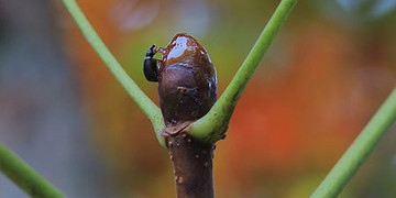 Knop van kastanje (Aesculus)