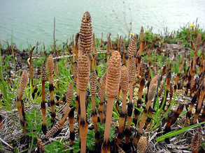 Equisetum arvense - paardenstaart