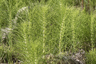 Equisetum arvense - paardenstaart