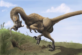 De dinosaurus Saurornitholestes graaft een zoogdier op