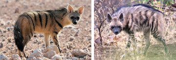 Het lijken wel broertjes: links een aardwolf, rechts een gestreepte hyena.