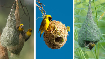 Verschillende weversvogels met hun nesten