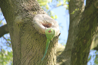 Een halsbandparkiet (Psittacula krameri) in Amsterdam