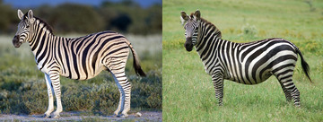 De ene zebra is de andere niet. De zebra rechts heeft duidelijkere en dikkere strepen dan de zebra links.