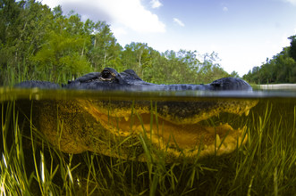 Een alligator boven en onderwater