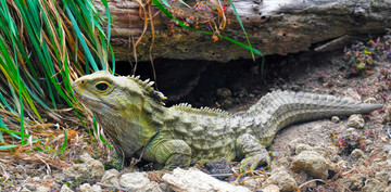 Een tuatara