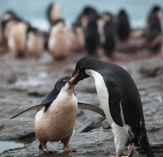 Ook pinguïnouders voeden hun jongen door voedsel op te braken.