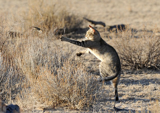 Een Afrikaanse wilde kat speelt met zijn eten.