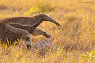 De miereneter heeft grote scherpe klauwen