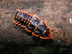 De trilobiet-kever (Platerodrilus sp.)