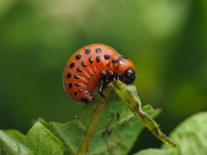 Coloradokever larve (Leptinotarsa decemlineata) 