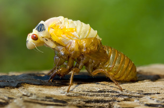 Cicada - nymph