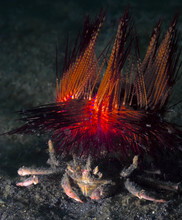 Zee-egels worden ook door andere dieren gebruikt als bescherming. Hier loopt een krab met een rode zee-egel op zijn rug.