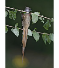 Speckled mousebird, Colius striatus