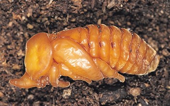 Pop van een neushoornkever (Oryctes nasicornis)