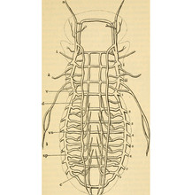 Tracheeën insect