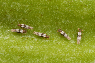 Gestreepte kastrips. Tripsen zijn  kleine insecten die leven van plantensap. 