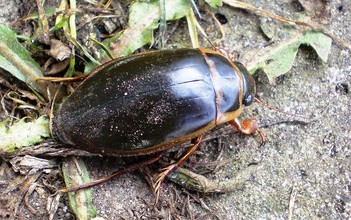 Volwassen geelgerande watertor (Dytiscus marginalis)