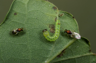 Twee sluipwespen wachten geduldig bij een rups die gaat vervellen