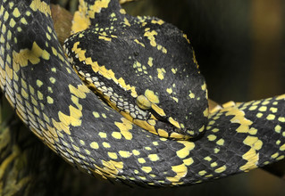 De schubben van een slang zitten over zijn hele lichaam en vormen een stevige beschermlaag.
