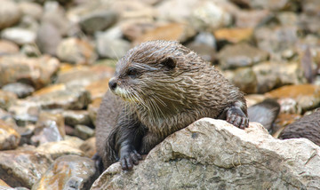 Otters gebruiken hun poep om hun buren te waarschuwen.