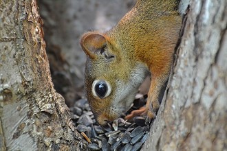 De Amerikaanse rode eekhoorn verstopt al zijn nootjes bij elkaar, in één grote voorraad. Zo hoeft hij in de winter niet te zoeken naar zijn voedsel.