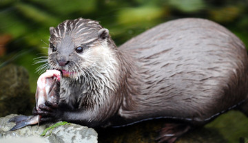 Een otter met een verse vis.