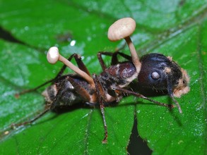 Cordyceps op een mier