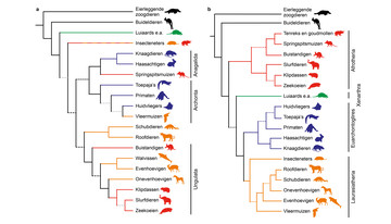 Stambomen van ordes van zoogdieren: (a) een boom door skeletten en organen te vergelijken (morfologisch onderzoek) (b) een boom door DNA en eiwitten te vergelijken (moleculair onderzoek).