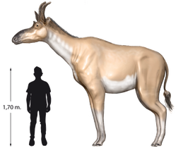 Dit dier, Decennatherium rex genaamd, leefde ongeveer 9 miljoen jaar geleden in wat nu Spanje is. Het had vier ossiconen op zijn hoofd.