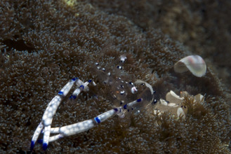 Een foto van de Ancylomenes Venustus Phyllodiscus