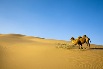 Kameel in de woestijn