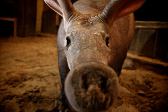 De snuit van het aardvarken