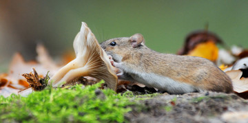 Een muis die een paddenstoel opeet.