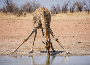 Een drinkende giraffe