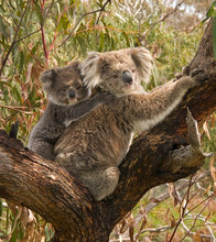 Koalamoeder met jong.