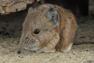 Een slurfspitsmuis.