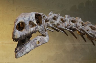 Kop van Plateosaurus