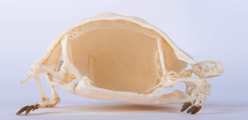 De ribben vormen met de wervels de bovenkant van het schildpaddenschild en met het borstbeen de onderkant. De scheidingslijnen tussen de oorspronkelijk losse botten zijn aan de binnenkant van het schild nog zichtbaar.