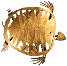 Bij deze voorouder van de zeeschildpad begon het massieve schild weer af te nemen.